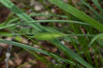 Waterfall's sedge